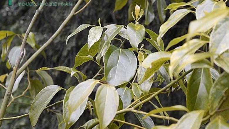 Cây vù hương cho gỗ tốt, ít thấm nước và không bị mối mọt. Gỗ của cây thường được dùng để đóng bàn, ghế, giường tủ…Ảnh: ydhvn.