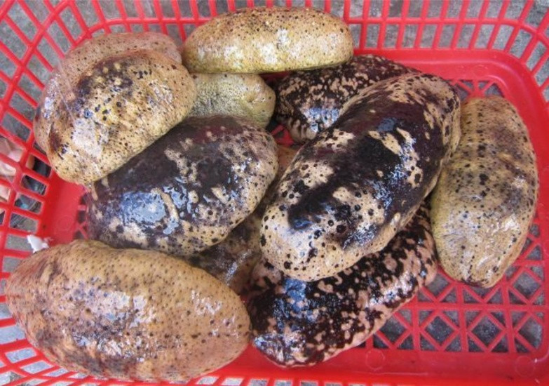 Tương tự như hải sâm lựu, hải sâm vú cũng là một loài hải sâm có giá trị kinh tế lớn do có kích thước khá lớn, thích hợp cho nuôi trồng, đánh bắt và chế biến thực phẩm. Ảnh: blogspot.