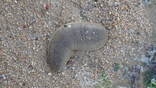 Hải sâm cát là loài thân mềm, sống ở vùng nước nông ven biển, có giá trị dinh dưỡng cao, được sử dụng nhiều trong y học. Ảnh: flickr.