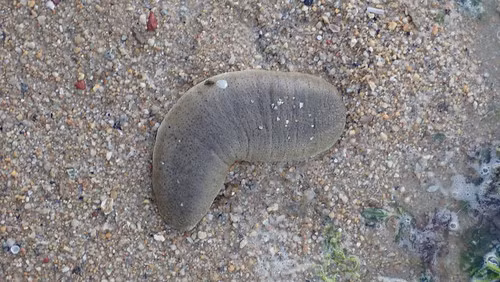 Hải sâm cát là loài thân mềm, sống ở vùng nước nông ven biển, có giá trị dinh dưỡng cao, được sử dụng nhiều trong y học. Ảnh: flickr.