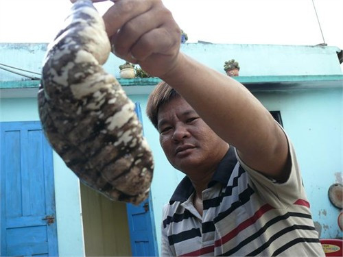 Ở Việt Nam, hải sâm vú phân bố ở vùng biển Phú Yên, Khánh Hòa, Bình Thuận và các hải đảo như Trường Sa và Côn Đảo. Ảnh: phamthilyson.