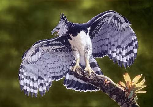 Đại bàng Harpy là loài chim quý hiếm, thường sinh sống ở những khu đất thấp của rừng nhiệt đới. Ảnh: google.