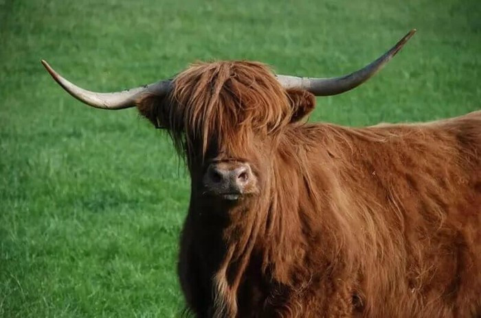 Bò tóc rậm có khả năng tìm kiếm thức ăn ở những khu vực có địa hình núi dốc đứng rất tốt. Ảnh: kyluc.
