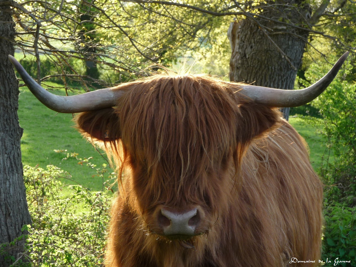 Bò tóc rậm sở hữu cặp sừng dài, bộ lông rậm rạp và đặc biệt là mái tóc rậm rạp như lãng tử, giúp chúng thích nghi với điều kiện thời tiết khắc nghiệt. Ảnh: wikimedia.