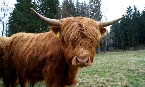 Bò tóc rậm được nuôi chủ yếu để lấy thịt tại nhiều nơi như châu Âu, Bắc Mỹ và Australia. Ảnh: baobinhphuoc.
