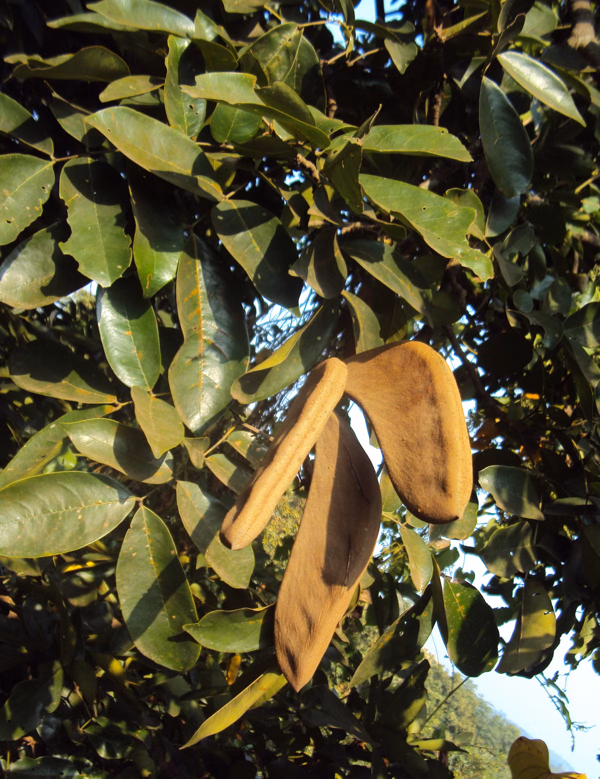 Ở Việt Nam, cây căm xe phân bố đều ở các tỉnh miền trung Tây Nguyên, đặc biệt là rất nhiều ở rừng khộp như vùng Buôn Đôn, Ea Súp của Đắk Lắk. Ảnh: wikimedia.