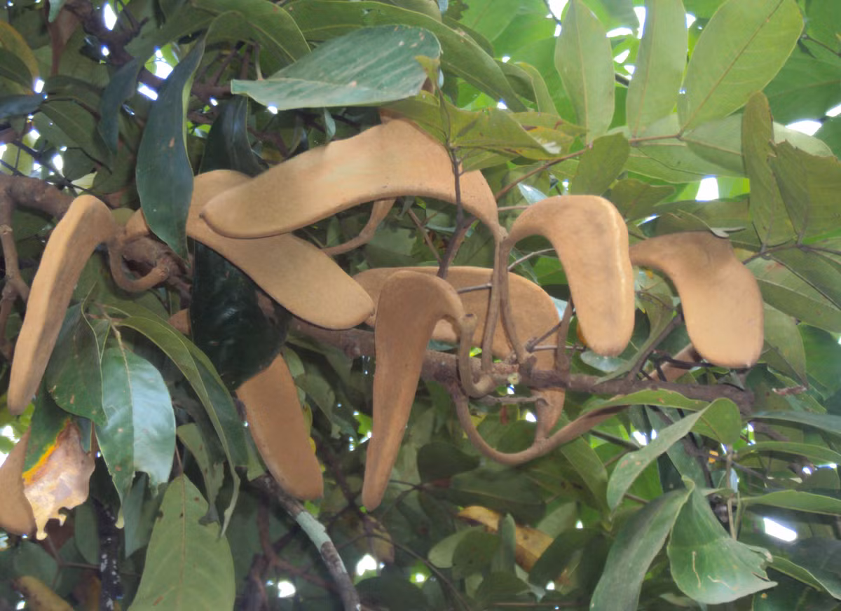 Cây căm xe là cây ưa sáng, sinh trưởng chậm, có hệ rễ phát triển khi còn nhỏ. Ảnh: wikimedia.