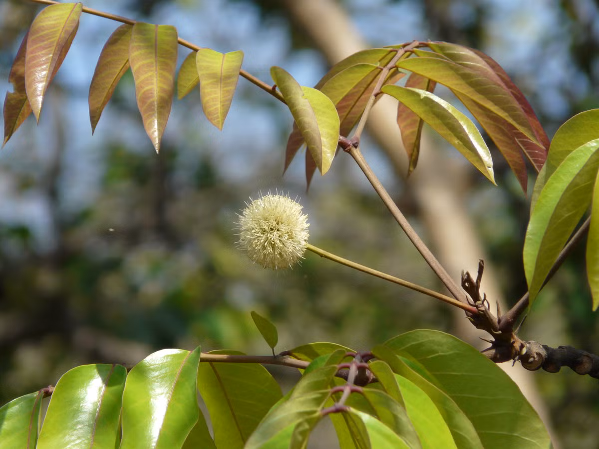 Gỗ của cây căm xe rất cứng và chắc, rất bền, không bị mối mọt, chịu được mưa nắng, được xếp vào nhóm II trong bảng phân loại gỗ được xem như gỗ lim ở phía Bắc. Ảnh: wikimedia.