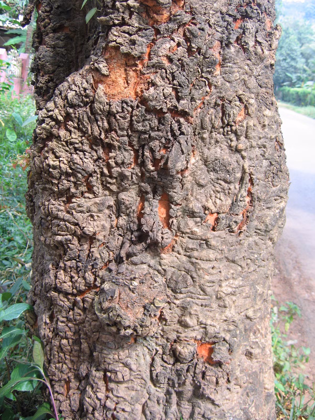 Do cho gỗ quý nên căm xe được trồng thành rừng để lấy gỗ. Ngoài ra, nó còn được trồng làm cây công trình, trồng làm cây bóng mát trong công viên, vỉa hè đường phố,...Ảnh: wikimedia.