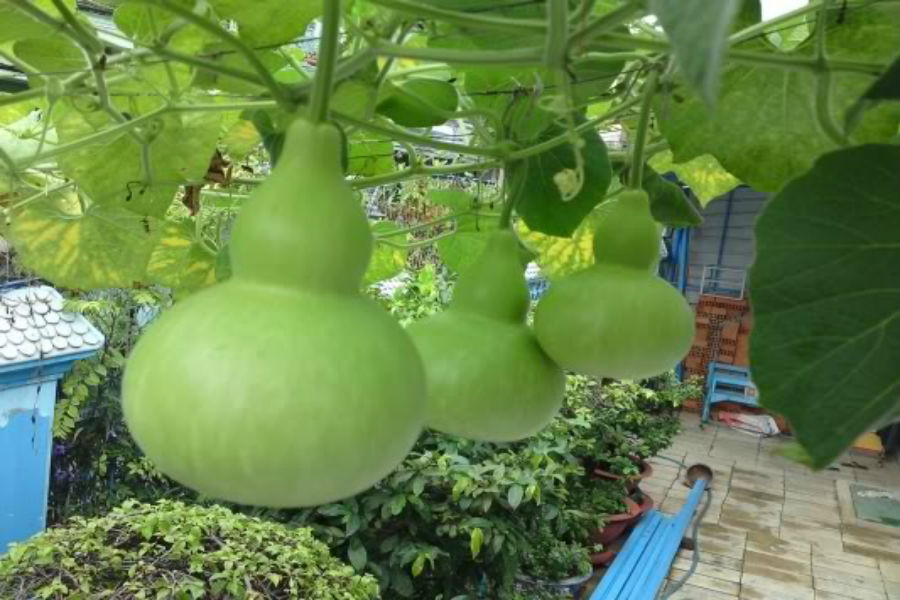 Không những vậy, bầu hồ lô còn chứa nhiều nước, chất xơ và vitamin rất tôt cho làn da và hệ tiêu hóa. Ảnh: hatgiongat.