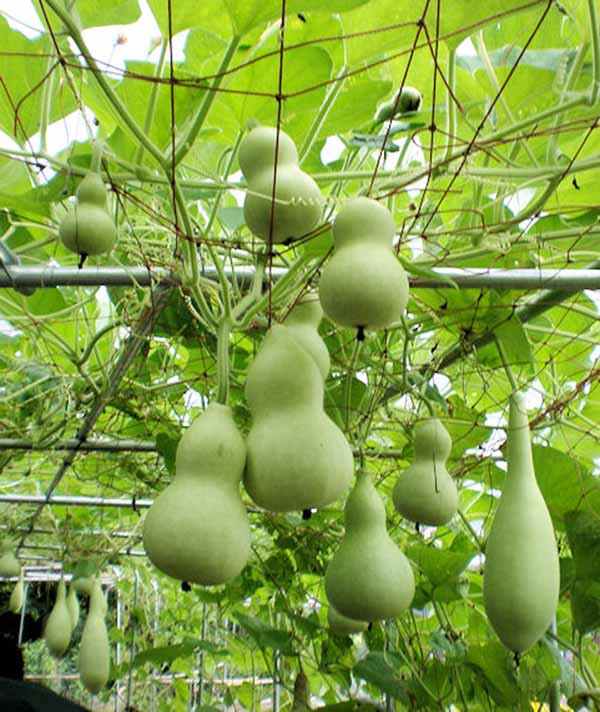 Quả bầu hồ lô khi già thường dùng làm vật trang trí. Ảnh: saigonhoa.