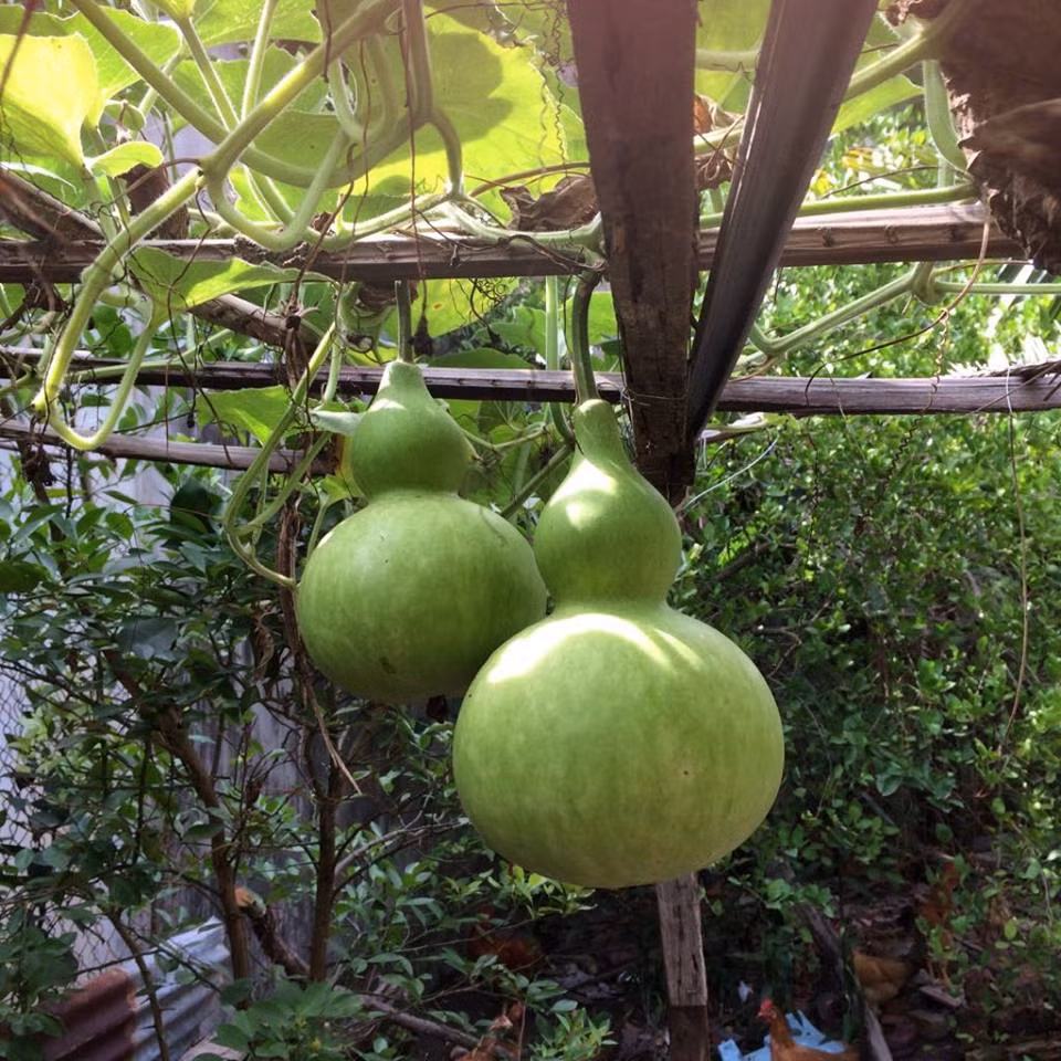 Không chỉ đẹp mắt, bầu hồ lô còn mang một ý nghĩa may mắn, biểu hiện cho lộc thọ, phú quý. Ảnh: shopnghe.