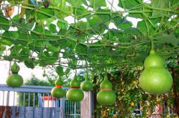 Quả bầu hồ lô có thể luộc hoặc xào ăn rất ngon và ngọt. Ảnh: phandoiso1.