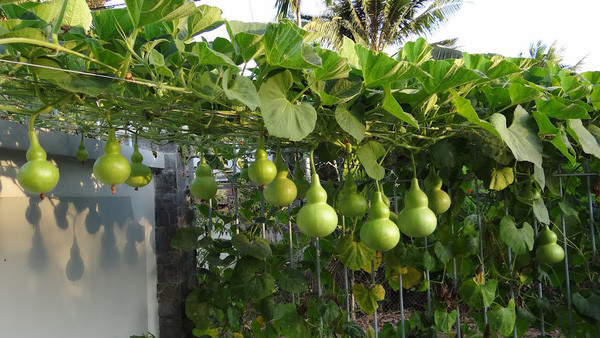  Bầu hồ lô có tên khoa học là Lagenaria vulgaris, thuộc dạng thân thảo, mềm dẻo có tua cuốn phân nhánh, trên thân cây phủ nhiều lông mềm màu trắng. Ảnh: saigonthuycanh.