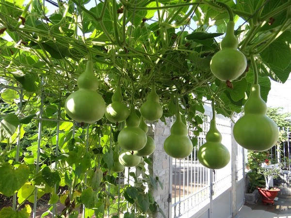 Ở Việt Nam, bầu hồ lô thường được trồng thành giàn che bóng mát vừa cung cấp thực phẩm cho con người. Ảnh: hoadepviet.