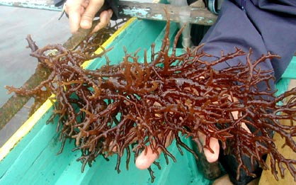 Rong sụn được nhập từ Nhật Bản vào Việt Nam năm 1993. Hiện nay, nó được trồng ở một số tỉnh miền Trung và miền Nam. Ở miền Bắc mới thử nghiệm trồng ở Quảng Ninh, Hải Phòng và Nghệ An. Ảnh: seaplant.