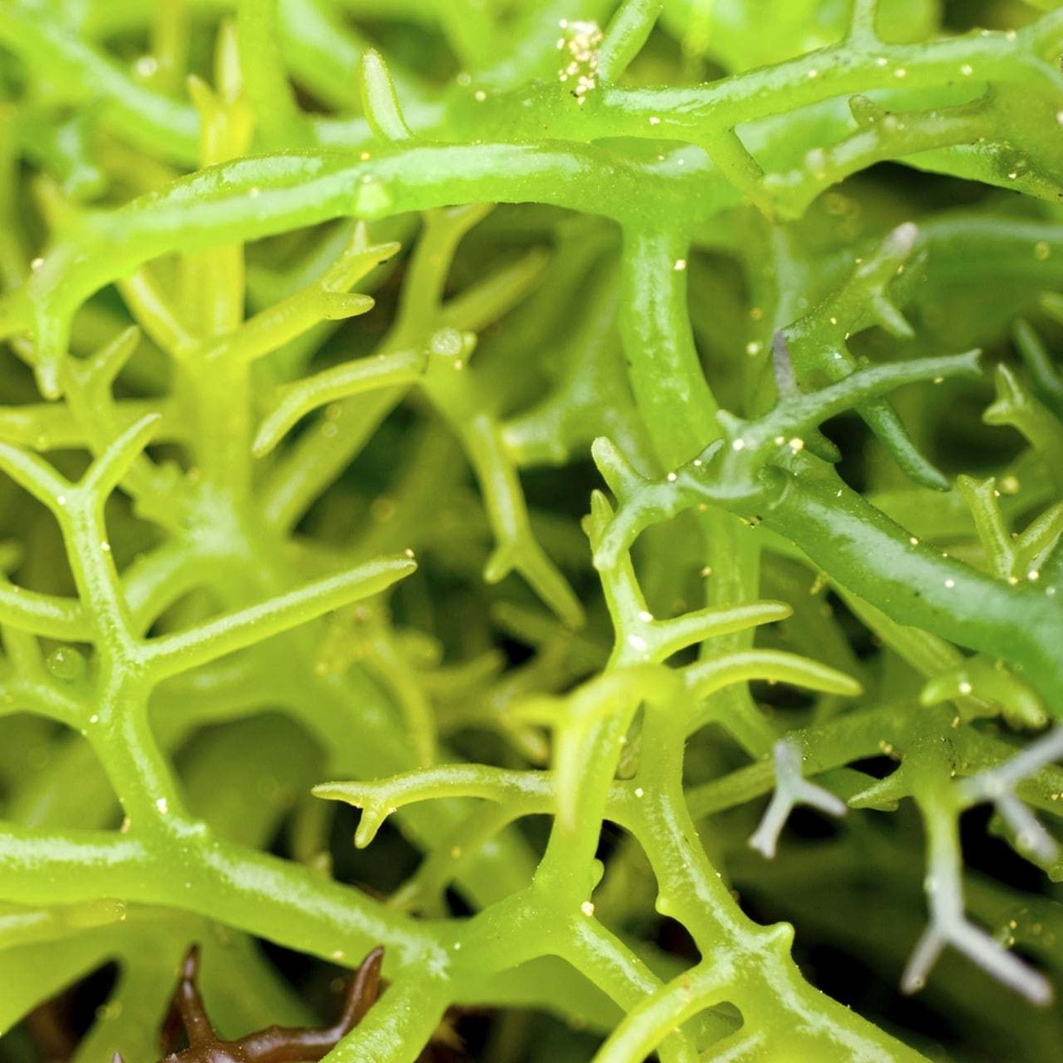 Rong sụn sinh trưởng nhanh từ tháng 10 đến tháng 6 năm sau. Ảnh: wp.