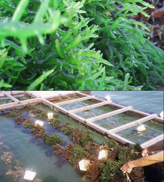  Rong sụn sinh sản theo 3 hình thức: vô tính nhờ bào tử, sinh sản dinh dưỡng và sinh sản hữu tính. Ảnh: duymaifood.