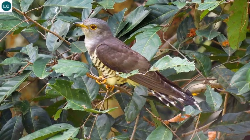 Chim bắt cô trói cột có nửa thân trên màu trắng trong khi nửa dưới có nhiều vạch trắng đen. Chim non trong tổ có miệng màu đỏ cam và viền màu vàng. Ảnh: pinimg.