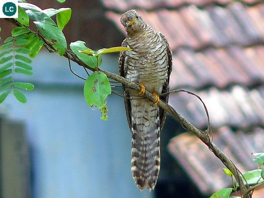 Ở Việt Nam, chim bắt cô trói cột có ở hầu hết các nơi từ vùng núi rừng đến vùng đồng bằng. Ảnh: pinimg.