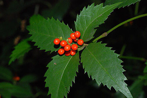 Cây sói rừng ra hoa vào tháng 6-7 và quả chín vào tháng 8-9. Ảnh: hstatic.