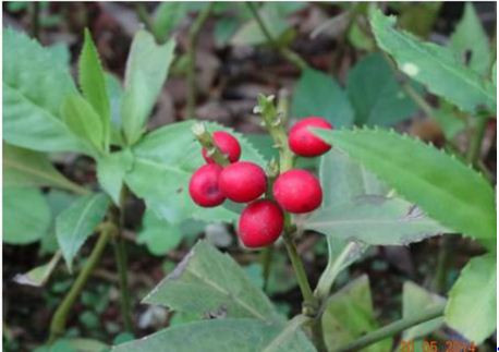 Cây sói rừng thường được trồng để lấy hoa ướp trà. Ảnh: googleusercontent.