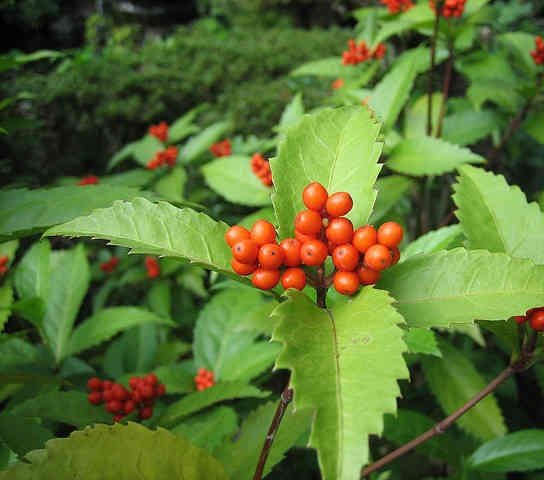 Sói rừng là một loài cây bụi có nguồn gốc từ Đông Nam Á. Trên thế giới, loài cây này có ở Trung Quốc, Triều Tiên, Nhật Bản, Ấn Độ, Malaysia. Ảnh: trungtamduoclieu.