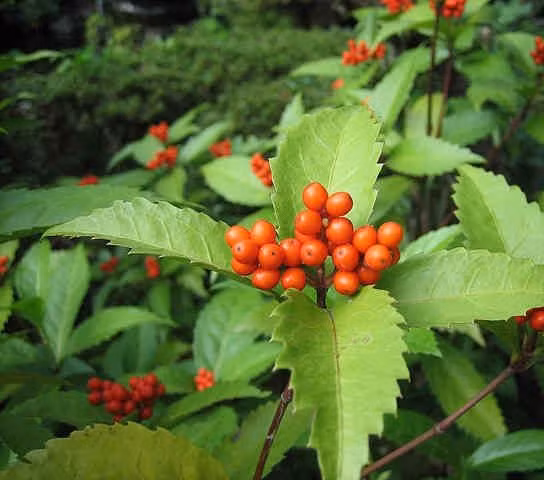 Sói rừng là một loài cây bụi có nguồn gốc từ Đông Nam Á. Trên thế giới, loài cây này có ở Trung Quốc, Triều Tiên, Nhật Bản, Ấn Độ, Malaysia. Ảnh: trungtamduoclieu.