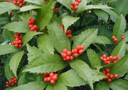 Ở Việt Nam, cây sói rừng hoang ở những vùng núi đất, bìa rừng và ven đồi ẩm, từ Lạng Sơn, Hoà Bình đến Kon Tum, Lâm Ðồng. Ảnh: namlimxanh.