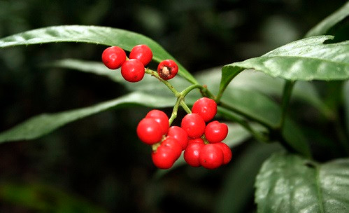 Trong khi đó, rễ và lá của cây sói rừng có thể được dùng dưới dạng tươi hoặc phơi khô để làm thuốc. Ảnh: camnangbenhgut. 