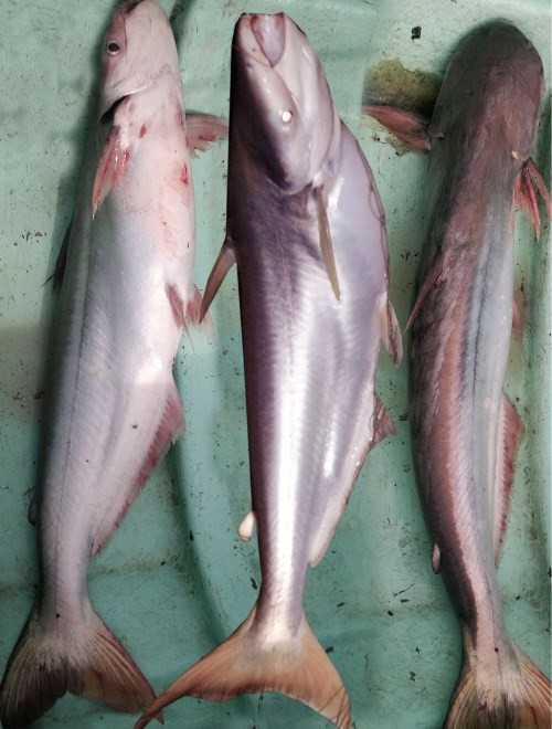 Cá dứa là loài cá được người dân miền Nam rất ưa chuộng bởi thịt cá không tanh, thịt săn chắc, trắng hồng, ít mỡ và thơm ngọt. Ảnh: dacsantuoi.