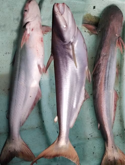 Cá dứa là loài cá được người dân miền Nam rất ưa chuộng bởi thịt cá không tanh, thịt săn chắc, trắng hồng, ít mỡ và thơm ngọt. Ảnh: dacsantuoi.