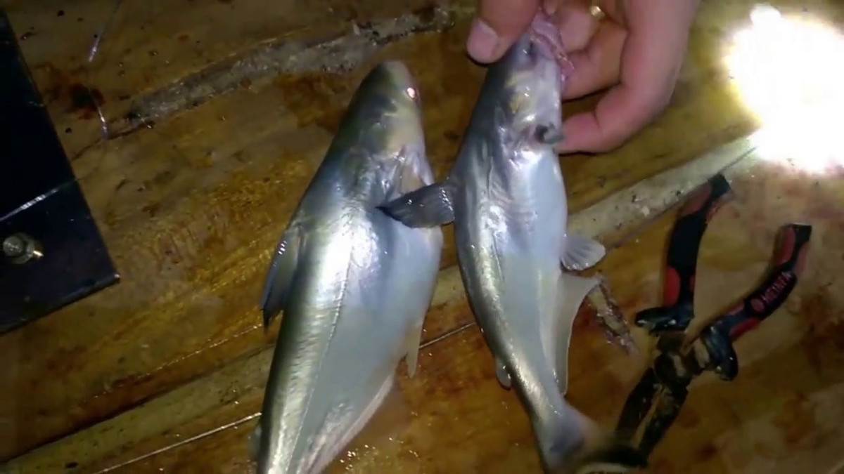 Thức ăn chủ yếu của cá dứa là động vật phù du. Ngoài ra, chúng còn ăn trái cây như mắm, bần, ổi… Ảnh: ytimg.