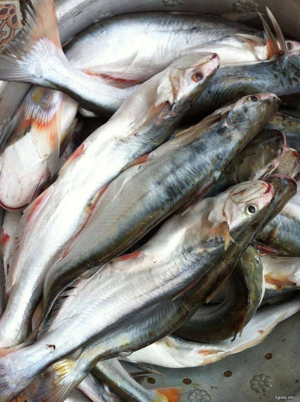 Trên thế giới, cá dứa phân bố chủ yếu ở Indonesia, Malaysia và một số nước khác. Ảnh: 5giay.