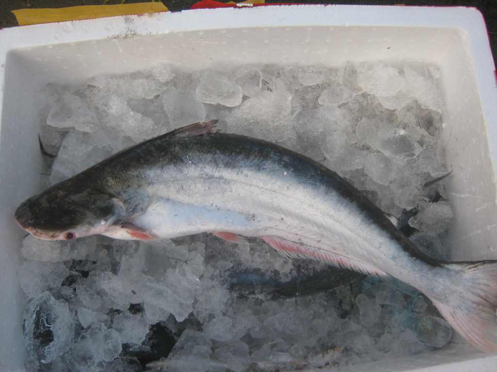 Cá dứa có tập tính di lưu sinh sản. Cá con bắt đầu di chuyển dần ra vùng cửa sông giáp biển để sinh sống khoảng tháng 5 đến tháng 10. Ảnh: hasasa.