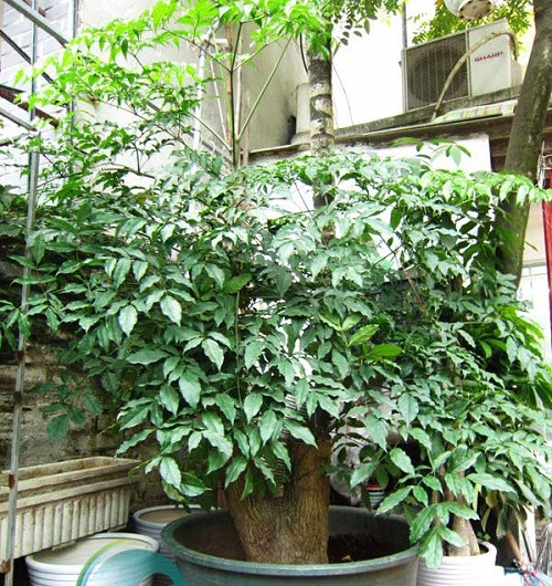 Cây hạnh phúc thích nghi tốt với môi trường trong nhà, chính vì vậy thường được dùng để trang trí văn phòng làm việc, sảnh, hành lang,.... Ảnh: caycanhhoanggia.