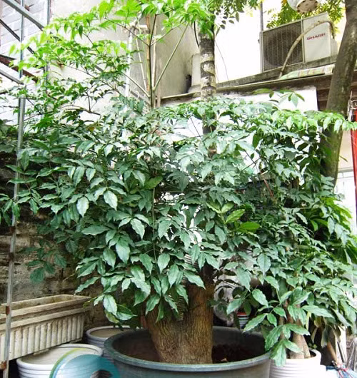 Cây hạnh phúc thích nghi tốt với môi trường trong nhà, chính vì vậy thường được dùng để trang trí văn phòng làm việc, sảnh, hành lang,.... Ảnh: caycanhhoanggia.