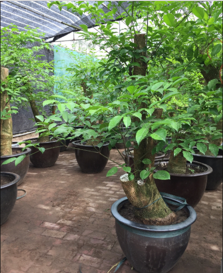 Cây hạnh phúc có tên khoa học là Alpinia purpurata (Vieill.) K. Schum, còn được biết đến với tên gọi khác là cây gừng kiểng. Ảnh: caycanhquangminh.