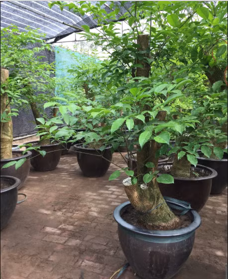 Cây hạnh phúc có tên khoa học là Alpinia purpurata (Vieill.) K. Schum, còn được biết đến với tên gọi khác là cây gừng kiểng. Ảnh: caycanhquangminh.