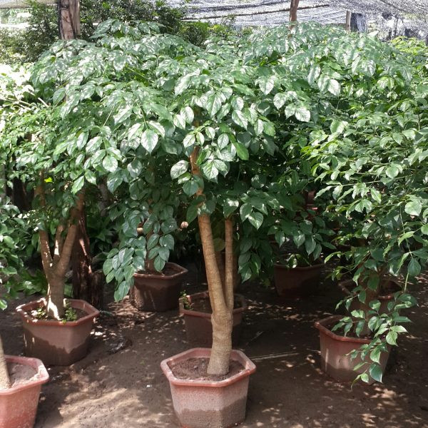 Cây hạnh phúc là một loại cây thân gỗ cao từ 1,5m - 2,5m với những tán lá xanh tươi, cụm hoa xếp dài hình nón giống như chiếc đuôi chồn. Ảnh: thegioicaynoithat.