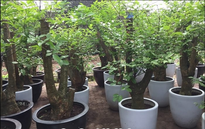 Ngoài ra, hoa của cây hạnh phúc còn có thể được dùng để chế biến nhiều món ăn ngon như làm kem, xào, nấu canh, súp, salad…Ảnh: caycanhphongthuy.