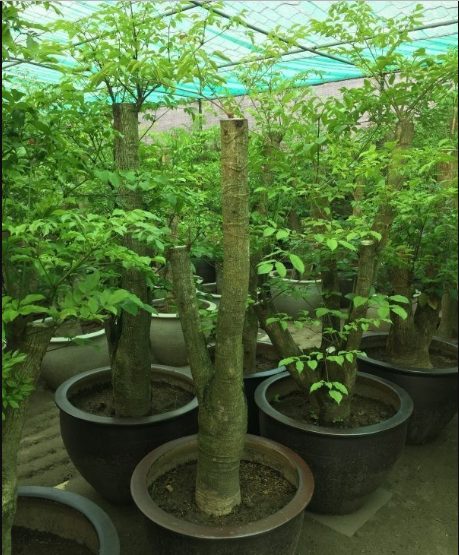 Bên cạnh đó, cây hạnh phúc còn có khả năng thanh lọc không khí. Ảnh: caycanhquangminh.