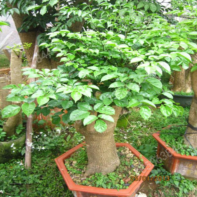 Cây hạnh phúc cho gỗ có vân đẹp, bền, ít mối mọt nên rất được ưa chuộng để chế tác thành nội thất sang trọng. Ảnh: vuonhoanthien.