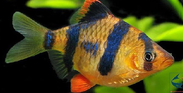 Đặc điểm nổi bật của cá tứ vân chính là có 4 đường vân sọc đẹp mắt trên thân cá. Ảnh: kythuatnuoitrong.