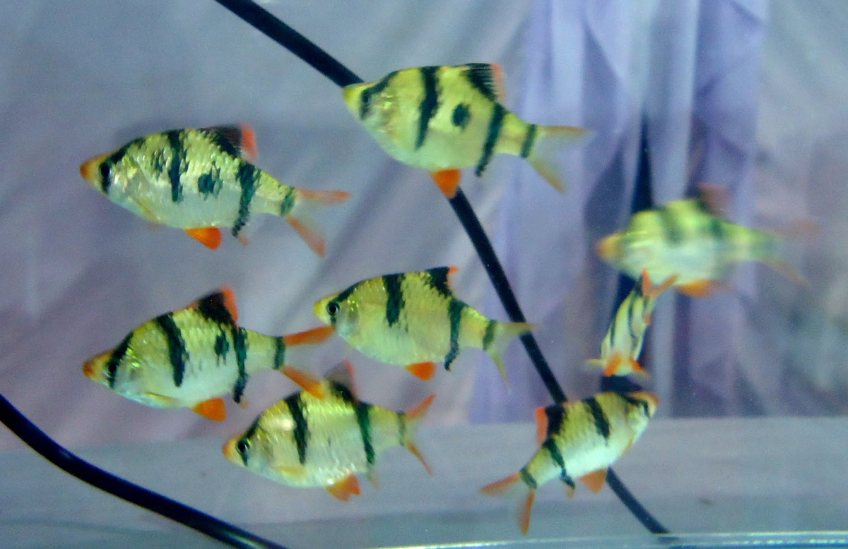 Cá tứ vân có tên khoa học là Puntius tetrazona. Ngoài ra, nó còn được biết đến với tên gọi khác là cá xecan. Ảnh: becamini.