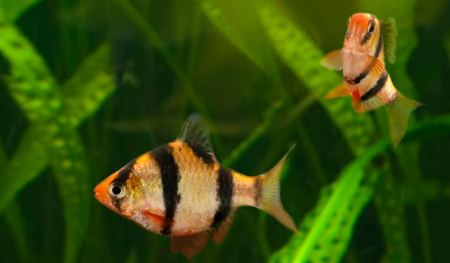 Nếu được nuôi dưỡng tốt, cá tứ vân có thể sống tới 6 năm. Ảnh: cadep.