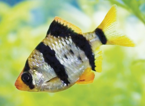 Cá tứ vân là loại cá ăn trứng nên khi cá đẻ, bạn cần phải tách cá bố và cá mẹ ra khỏi trứng cá con. Ảnh: hothuysinh.