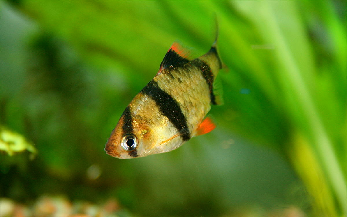 Cá tứ vân tương đối dễ nuôi, thường bơi theo từng đàn và rất ít xâm hại đến các loại cá khác trong bể cảnh. Ảnh: blueluxury.