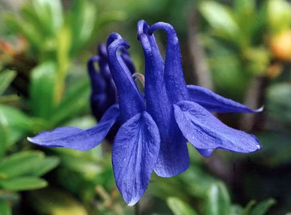  Hoa bồ câu có tên khoa học là Aquilegia vulgaris. Hoa còn có nhiều tên gọi khác như lan chuông, mao lương hoàng liên, hoa sao hoàng liên, hoa lâu đẫu, hay hoa rẽ quạt. Ảnh: vietflower.