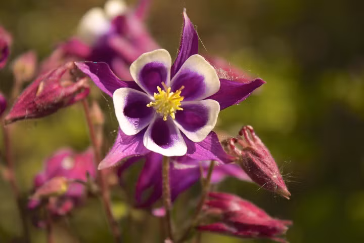 Hoa bồ cầu là loài hoa nhập khẩu nên phương thức trồng thích hợp nhất là gieo hạt. Thời điểm thích hợp để gieo hạt là đầu hè hoặc mùa thu. Ảnh: tronghoa.